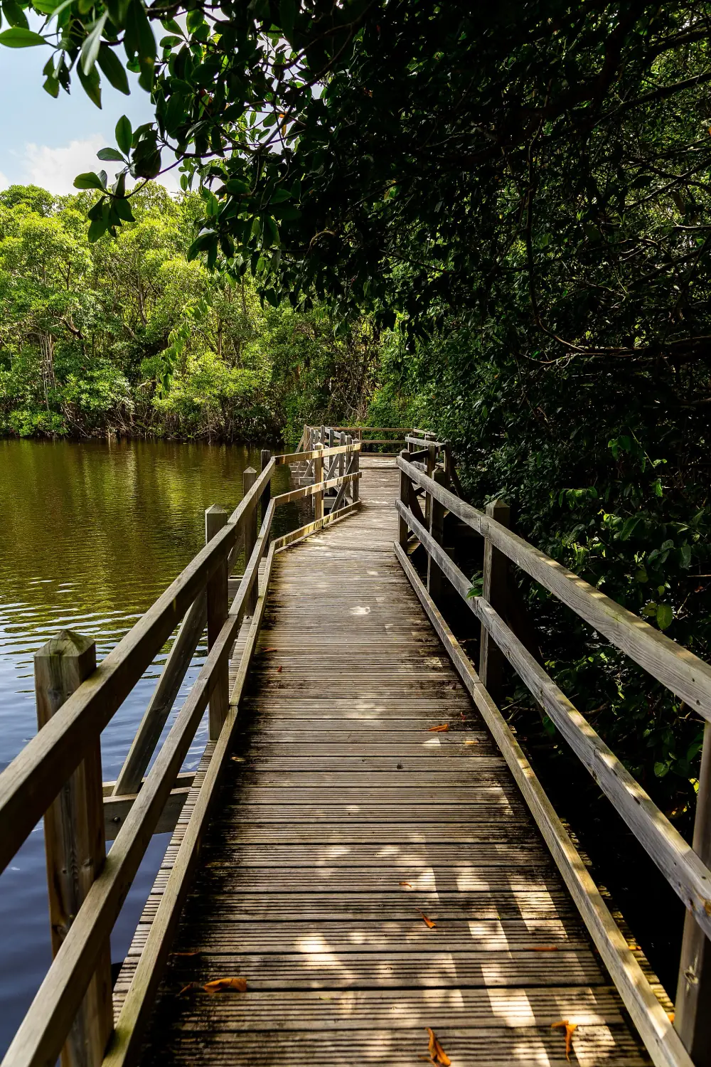 Un ponton de bois longe un plan d'eau calme sous les arbres d'une mangrove
